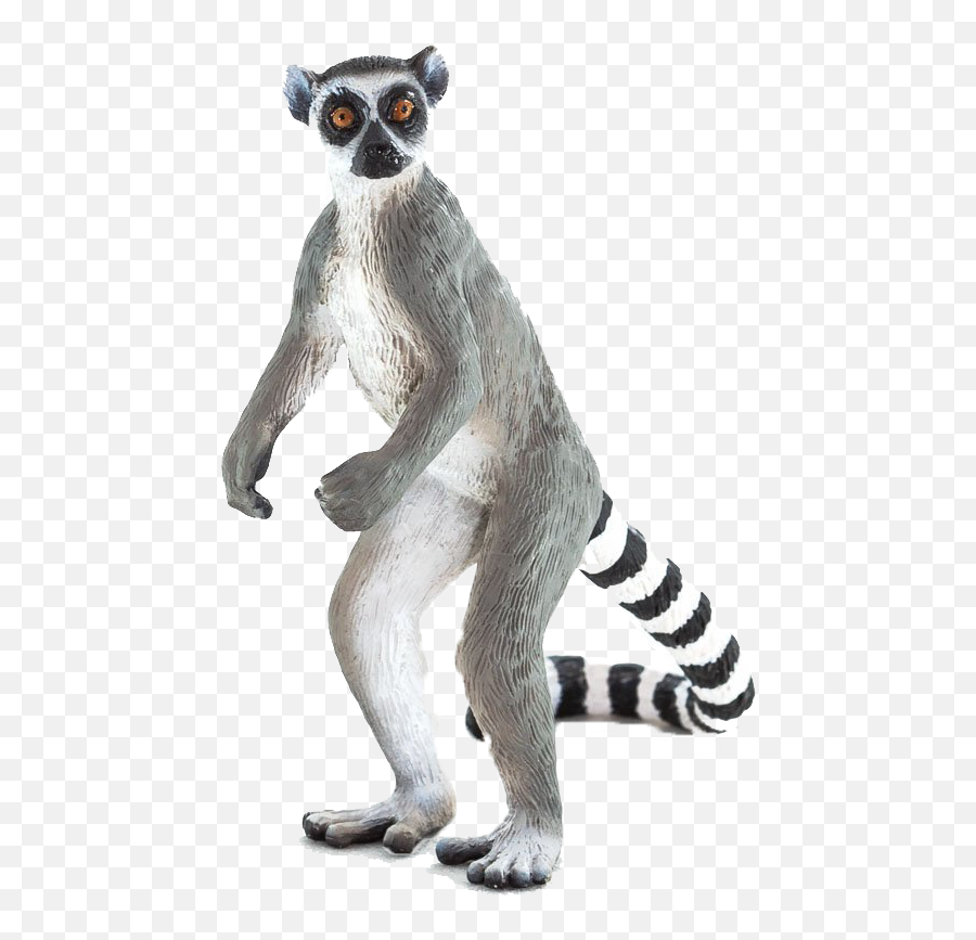 Lemur - Lemur Transparent Png,Lemur Png