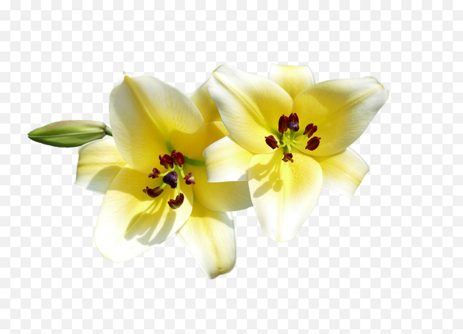 Isolated Cut Out Lilies - Free Photo On Pixabay Lilies Cut Out Png,Lilies Png