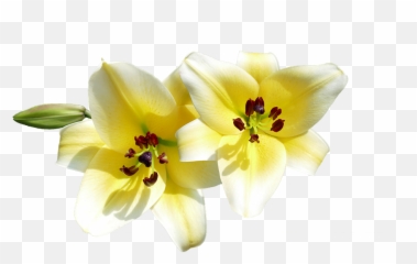 Isolated Cut Out Lilies - Free Photo On Pixabay Lilies Cut Out Png,Lilies Png