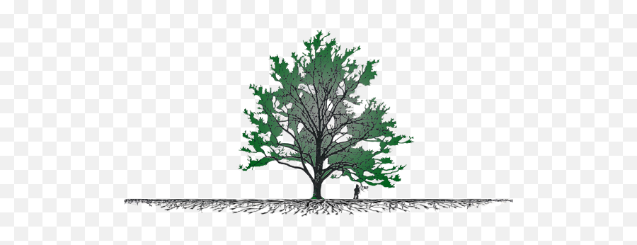 San Diego Tree Service - Jack Pine Png,Tree Roots Png