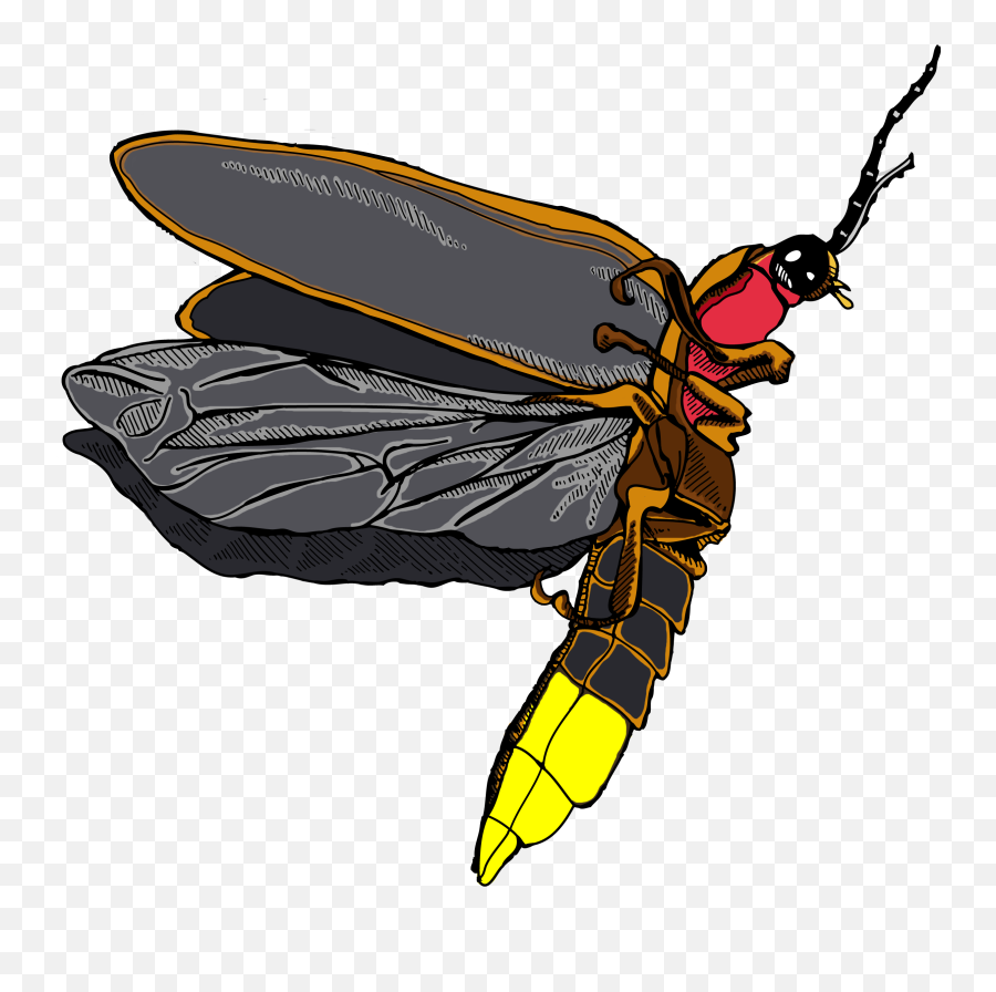 Firefly Insect Png 3 Image - Firefly Insects Png,Firefly Png