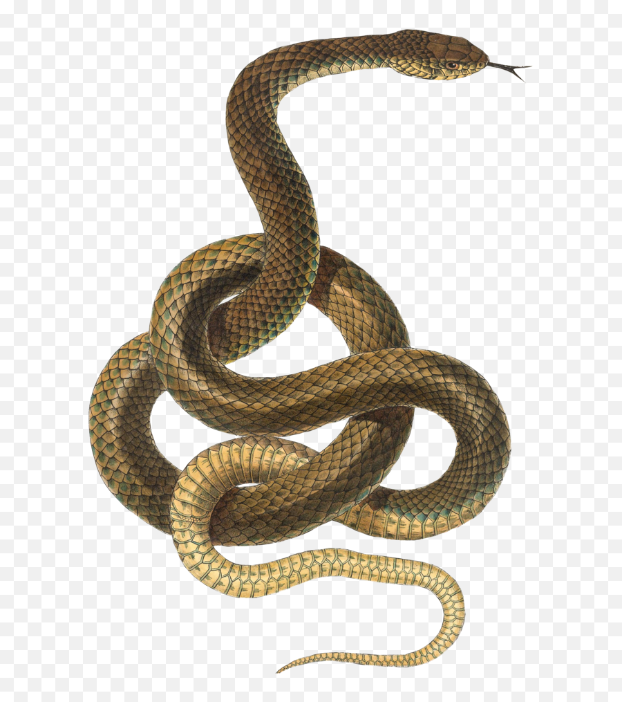 Download Snake Png Transparent For - Transparent Background Snake Transparent,Snake Png