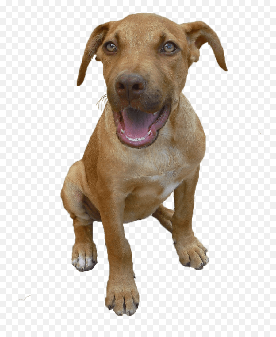 Pitbull Puppy Png 7 Image - Red Nose Pitbull Long Snout,Pitbull Png