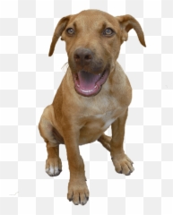 Pitbull Puppy Png 7 Image - Red Nose Pitbull Long Snout,Pitbull Png
