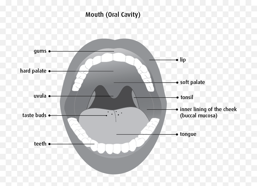 What Is Oral Cancer - Canadian Cancer Society Diagram Of Oral Cancer Png,Mouth Transparent