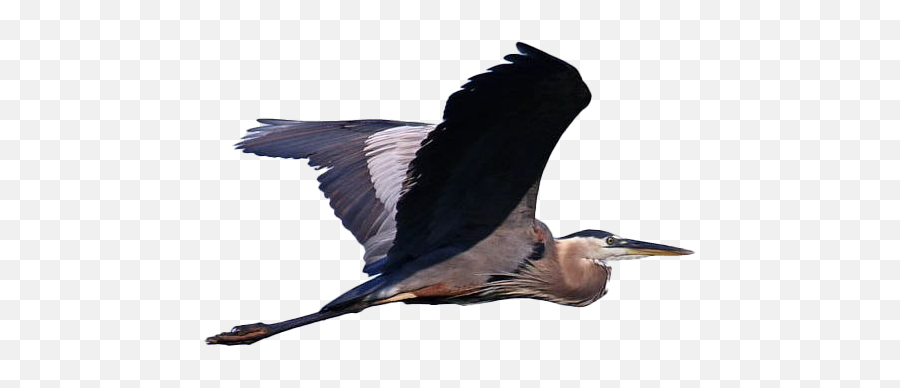 Flying Heron Png Free Download - Blue Heron Png Transparent,Flying Png