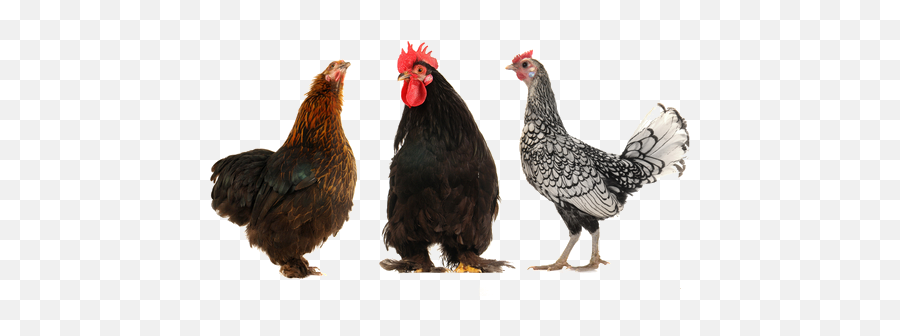 Lots Of Chickens Png Transparent - Rabbit And Hen,Chickens Png