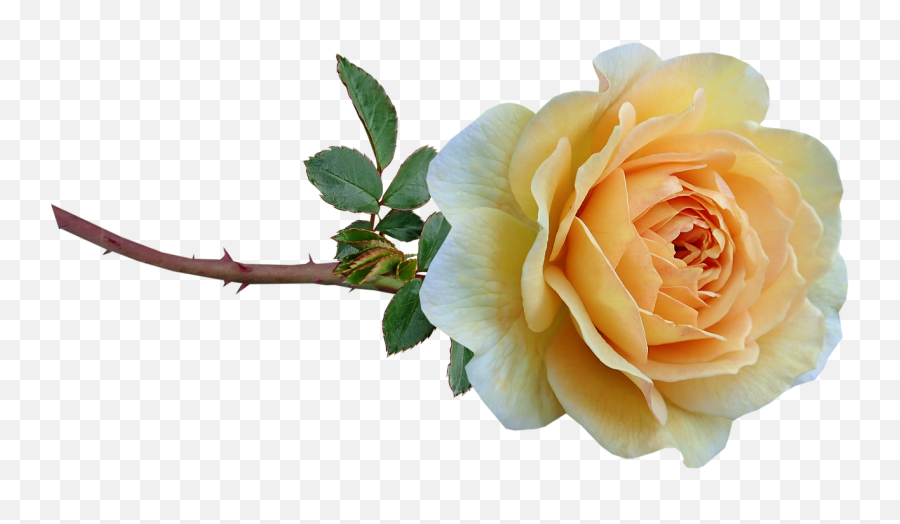 Flower Yellow Rose - Free Photo On Pixabay Garden Roses Png,Yellow Rose Png