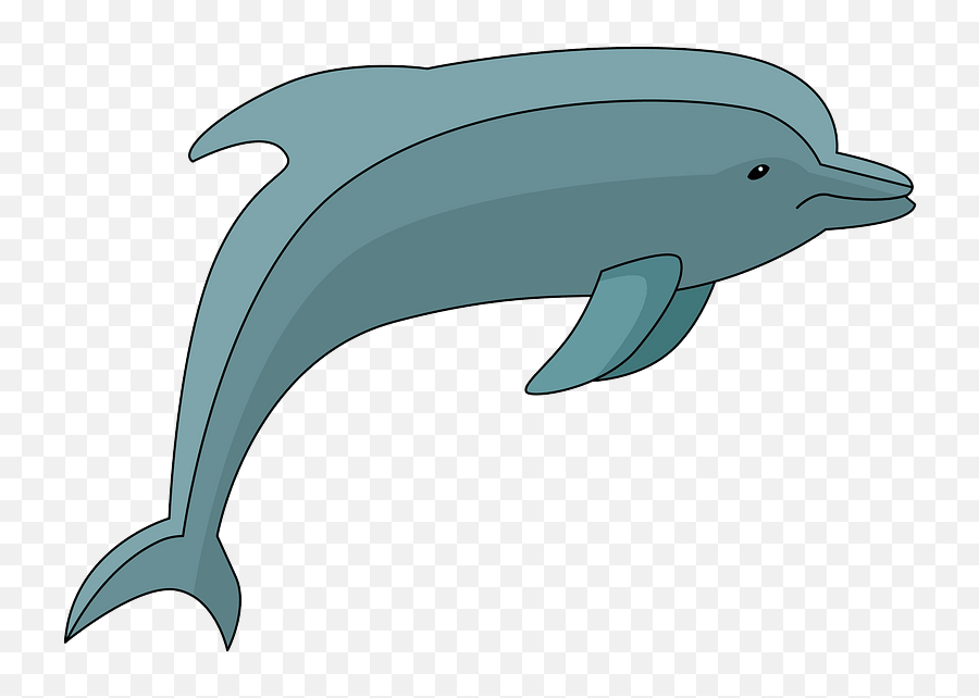 Download Dolphin Clipart - Common Bottlenose Dolphin Hd Png Delfin Clipart,Dolphins Png