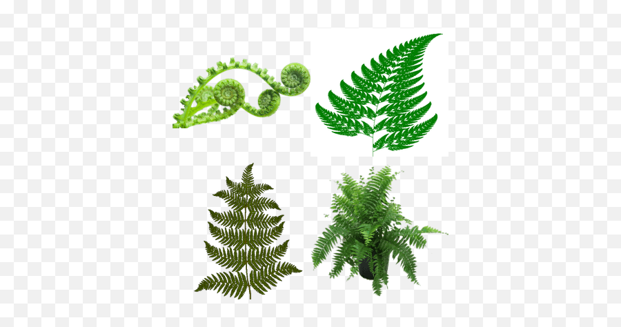 Ferns Transparent Png Images - Stickpng Fractal Symmetry In Nature,Ferns Png