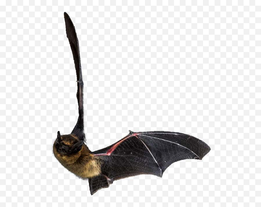 Bat House - Little Brown Bat Flying Transparent Png,Bats Transparent