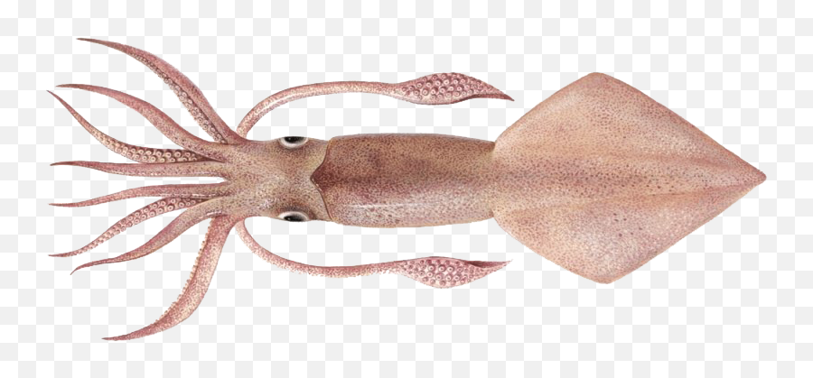 Real Squid Png Hd Quality - Sotong Png,Squid Png