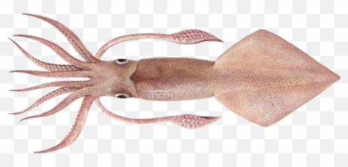 Real Squid Png Hd Quality - Sotong Png,Squid Png
