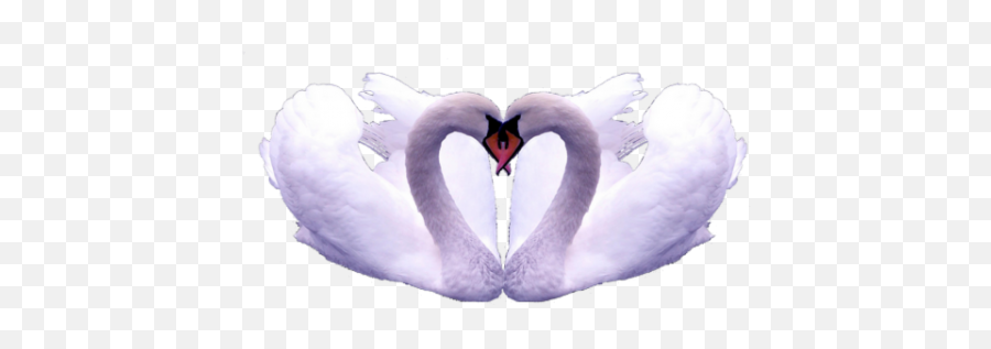Two Swans Make Heart Shape Png - Swan,Heart Shape Png