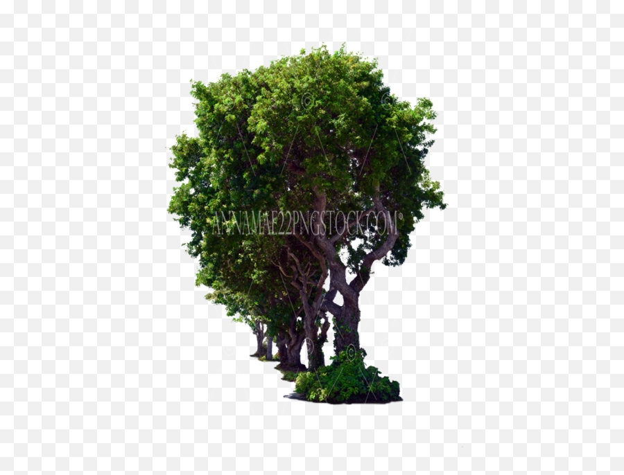 Tree Png Stock Photos - Tree,Trees Png Images
