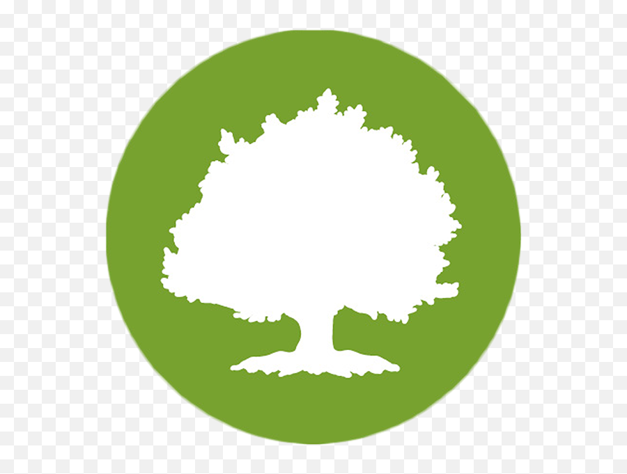 Download Large Tree - Oak Street Health Logo Full Size Png Oak Street Health Logo Png,Large Tree Png