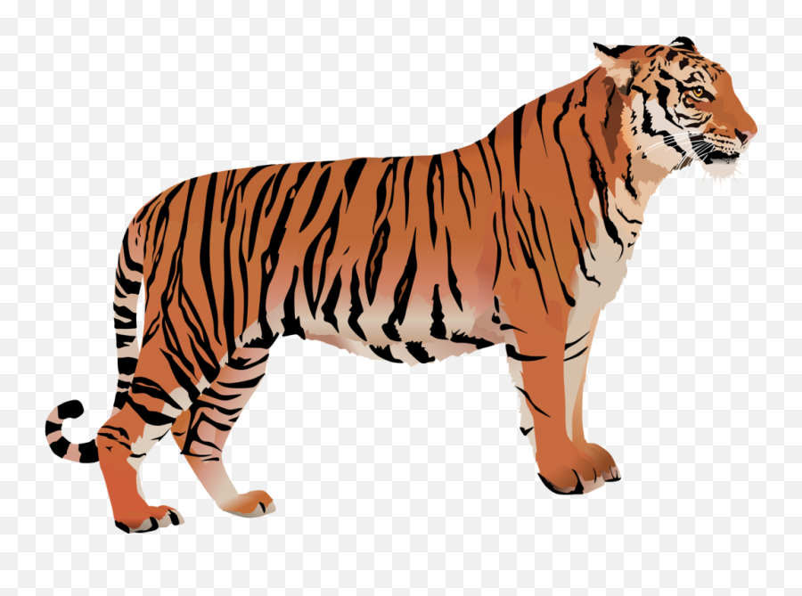 Bengal Tiger White Clip Art - Bengal Tiger White Background Png,White Tiger Png