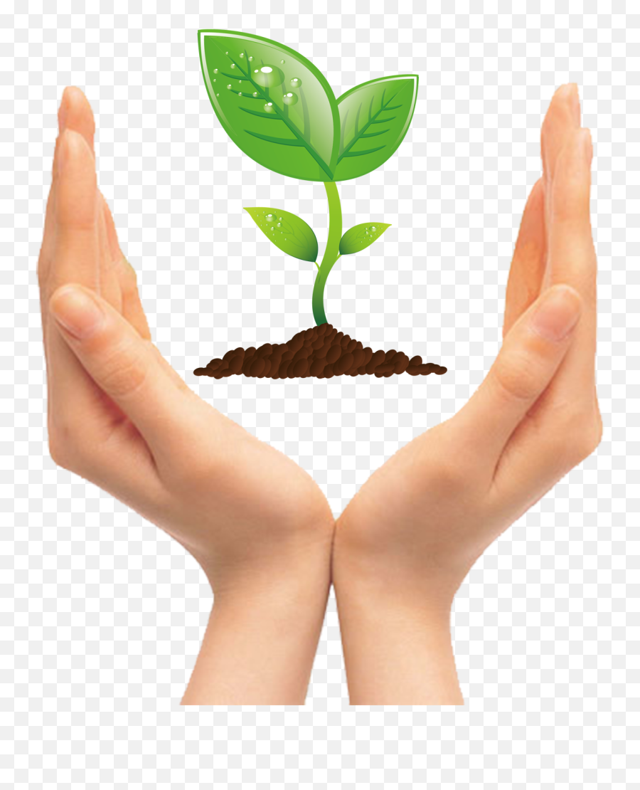 Tree Seedling Clip Art - Hands Holding Plant Clipart Png,Seedling Png