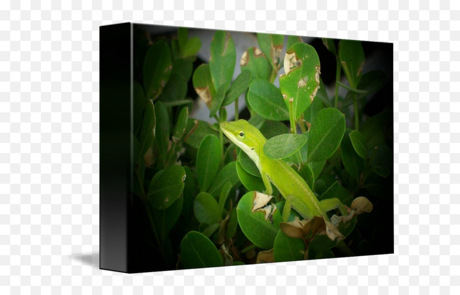 Geico Gecko - Green Anole Png,Geico Gecko Png