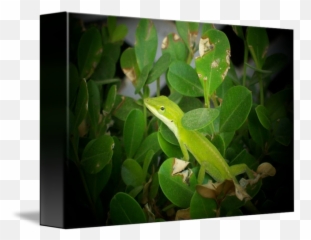 Geico Gecko - Green Anole Png,Geico Gecko Png