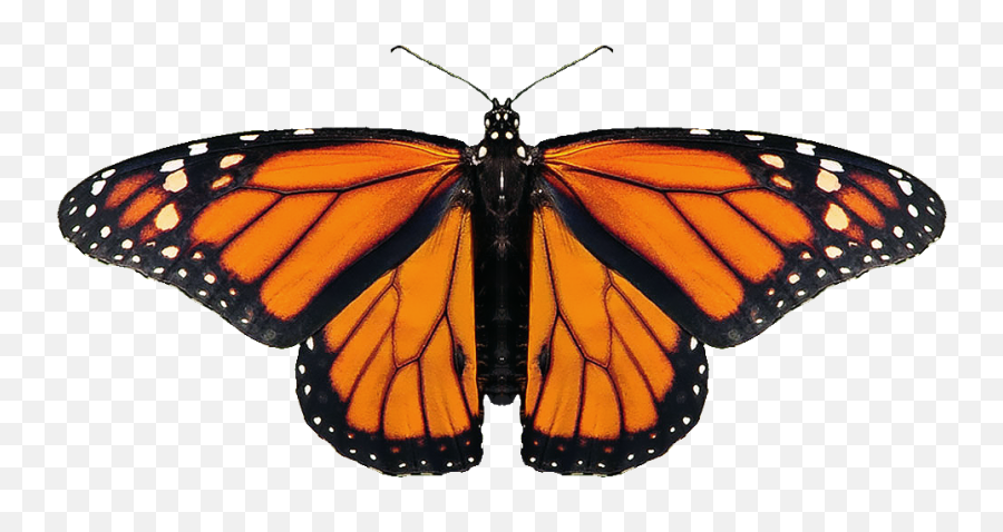 Butterfly Transparency Not Working - Female Monarch Butterfly Outline Png,Butterfly Transparent