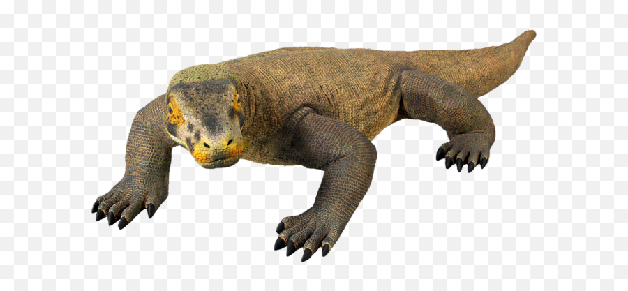 Komodo Dragon Png Picture - Komodo Dragon Png,Komodo Dragon Png