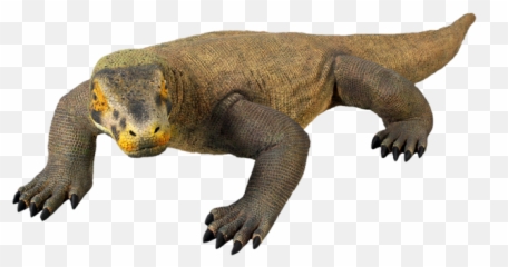 Komodo Dragon Png Picture - Komodo Dragon Png,Komodo Dragon Png