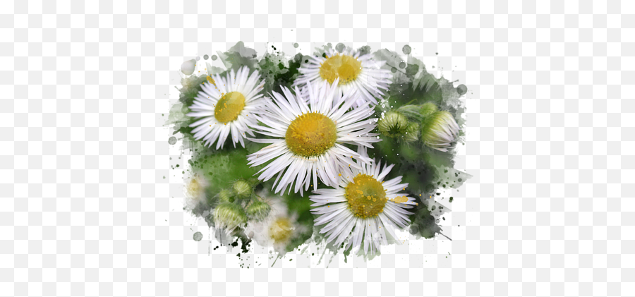 Watercolor Daisy - Watercolor Daisy Png,Daisy Png