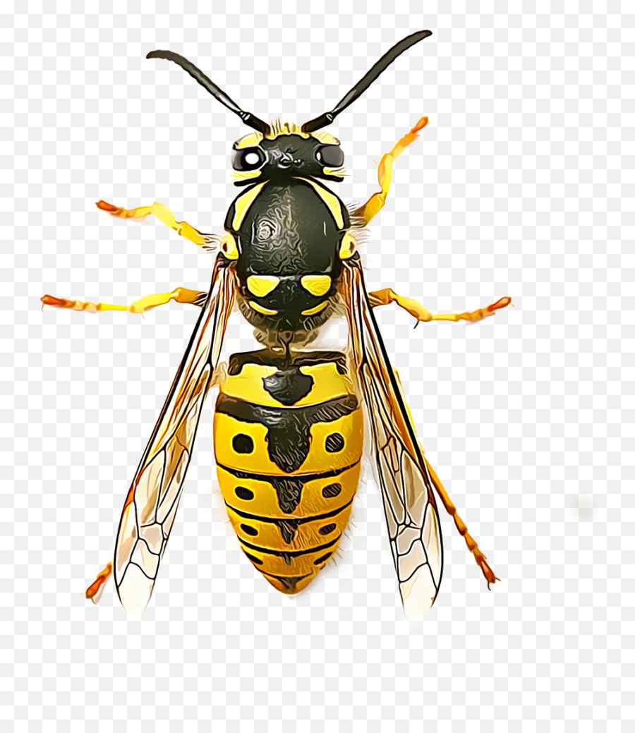 Download Many Wasps Live Solitary Lives - Insects Wasp Png,Wasp Png