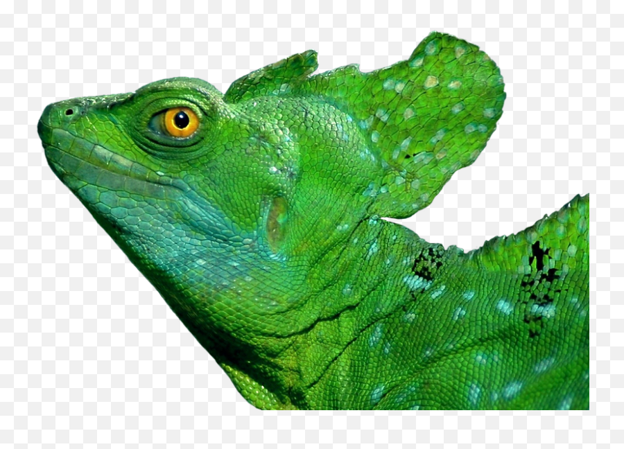 Iguana Lizard Reptile - Free Photo On Pixabay Basilisk Lizard Png,Iguana Png