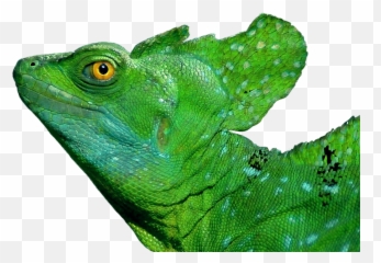 Iguana Lizard Reptile - Free Photo On Pixabay Basilisk Lizard Png,Iguana Png