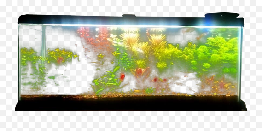 Planted Aquarium Fish Tank Transparent - Transparent Background Fish Aquarium Png,Tank Transparent Background