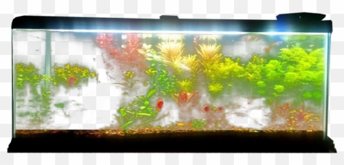 Planted Aquarium Fish Tank Transparent - Transparent Background Fish Aquarium Png,Tank Transparent Background