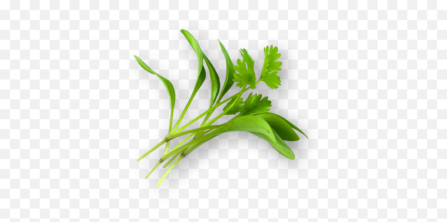 Micro Cilantro - Arugula Png,Cilantro Png