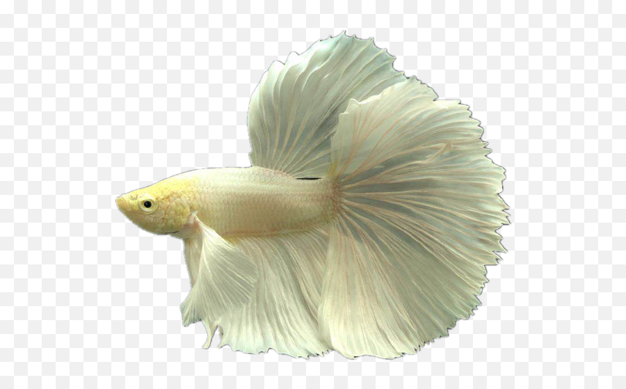 Small Fish Png - Tropical Fish Ornamental Fish Live Thai Tropical Fish Png,Tropical Fish Png