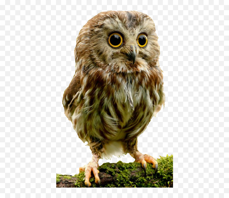 Owl Png - Baby Owl Png,Owl Transparent Background