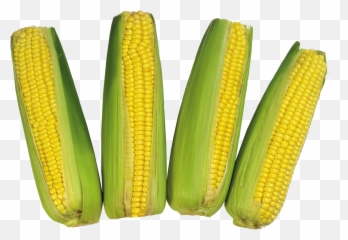 Corn Png Image Without Background - Maize,Corn Png