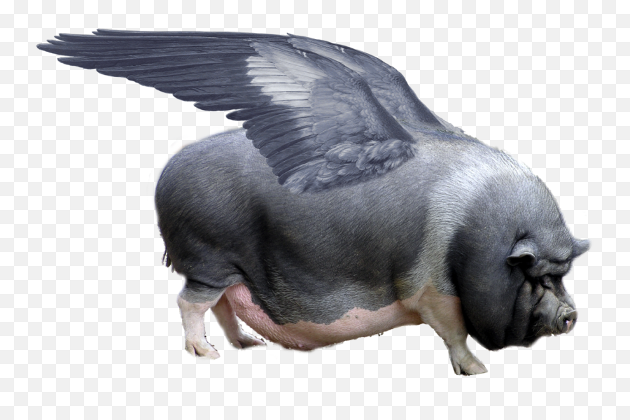 Download Free Png Pig With Wings - Chrysaor The Winged Boar,Black Wings Png