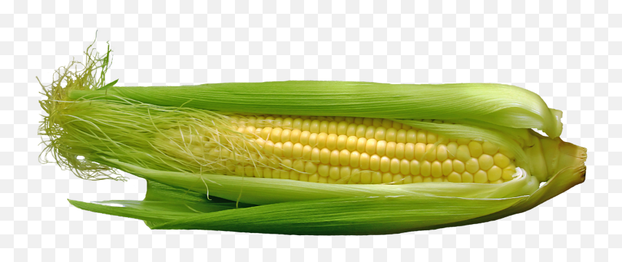 Download Corn Png Image For Free - Food,Corn Cob Png