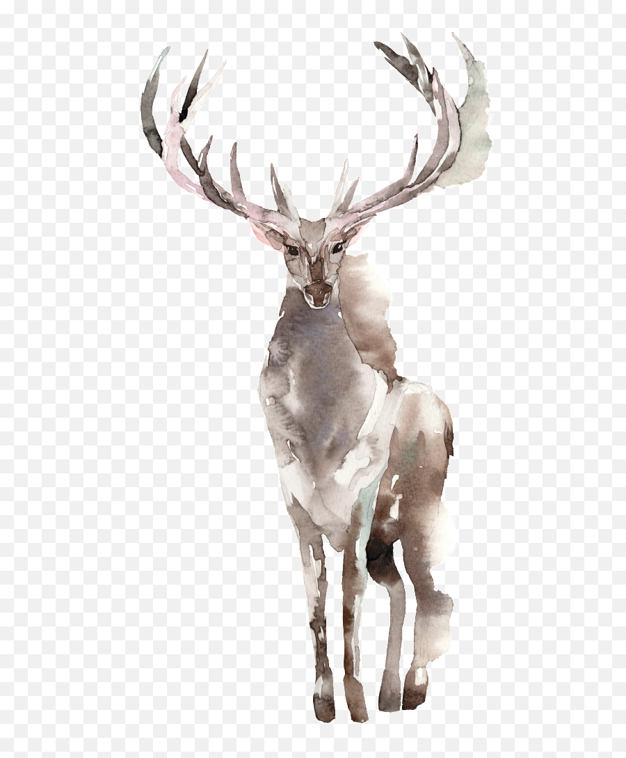Download Creative Elk Design Transparent Watercolor - Design Elk Png,Elk Png