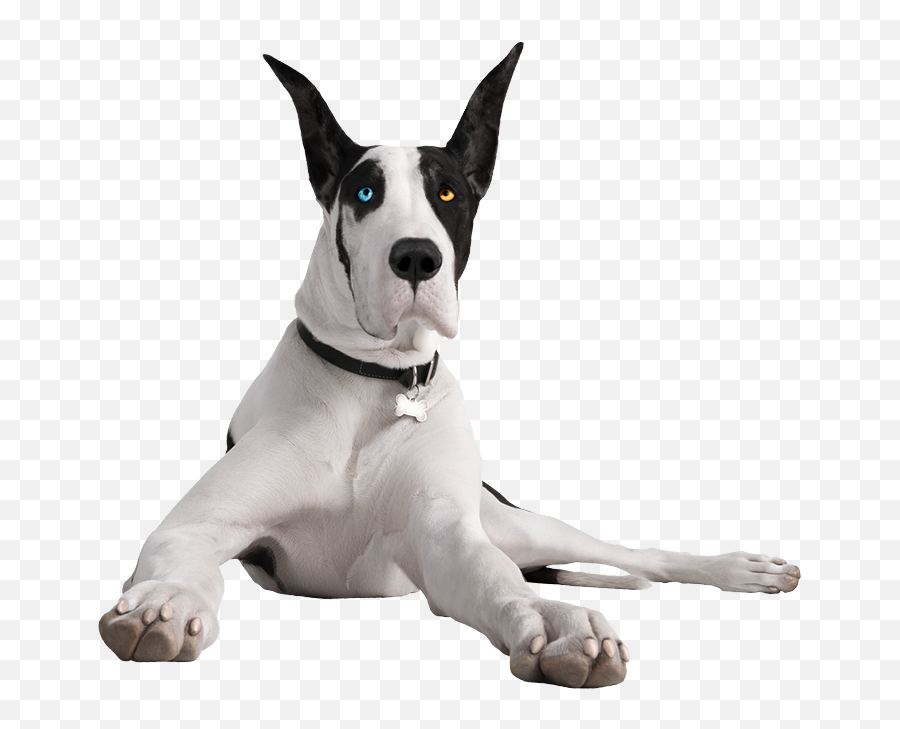 Download Hd Your Cart Is Empty - Transparent Great Dane Png,Great Dane Png