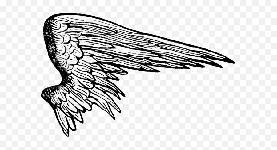 Pin - Angel Wings Png Drawing,Black Angel Wings Png