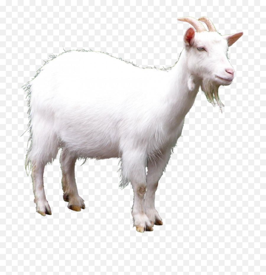 Goats Png - Sheep Transportation Goats Horses Brown White Goat Transparent Background,Goat Emoji Png