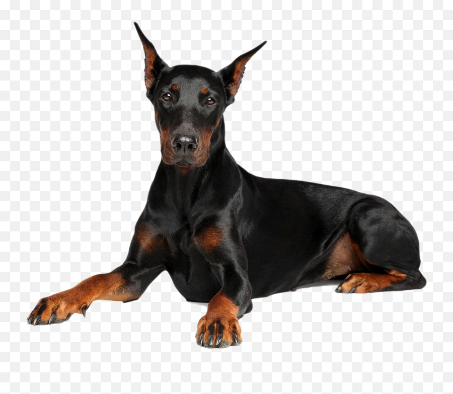 Doberman - Doberman Fond Blanc Png,Doberman Png