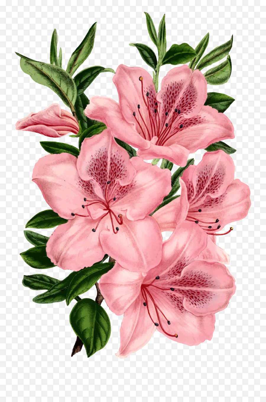 Pinkplantflower Png Clipart - Royalty Free Svg Png Pink Flower Drawing Transparent,Pink Flowers Png