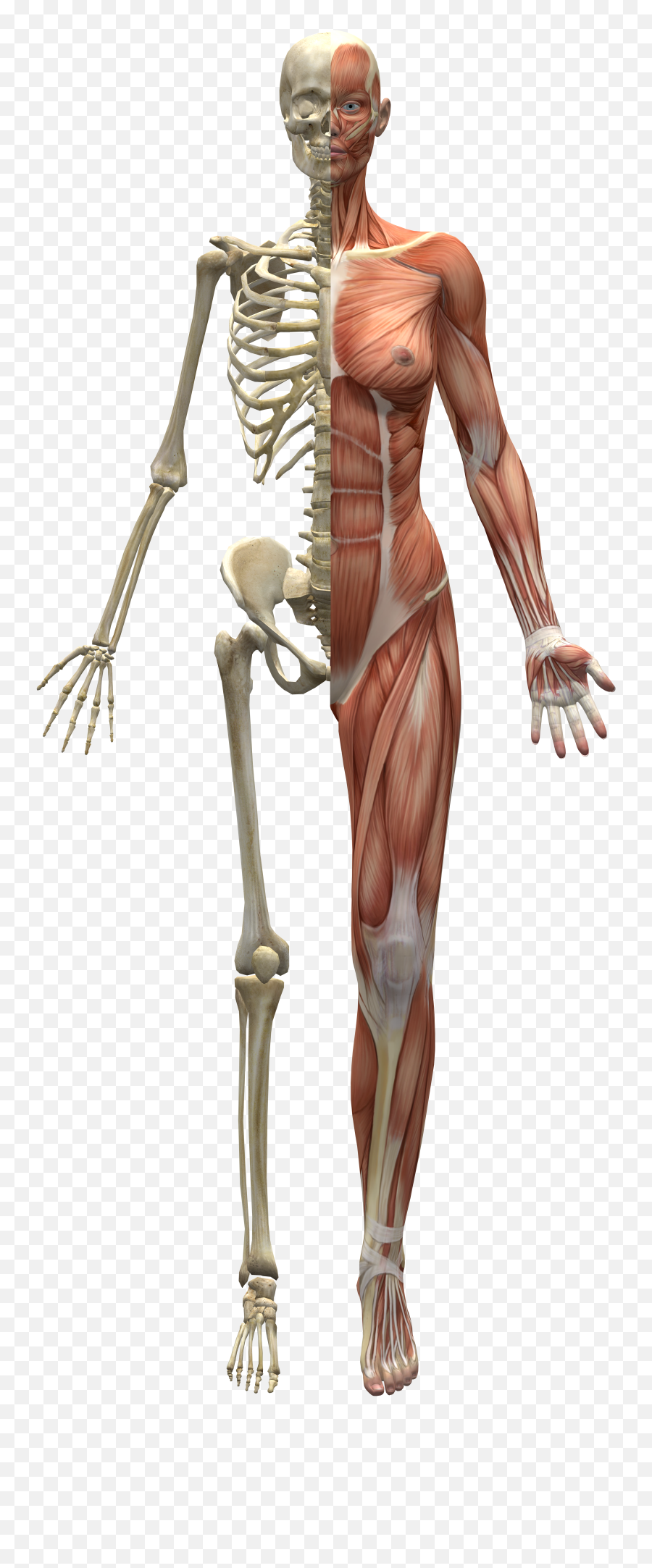 Fileskeleton And Musclespng - Wikimedia Commons Does Vitamin D Affect Your Bones,Skeleton Png Transparent