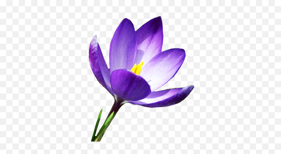 Spring Clipart - Crocus Png,Spring Clipart Png