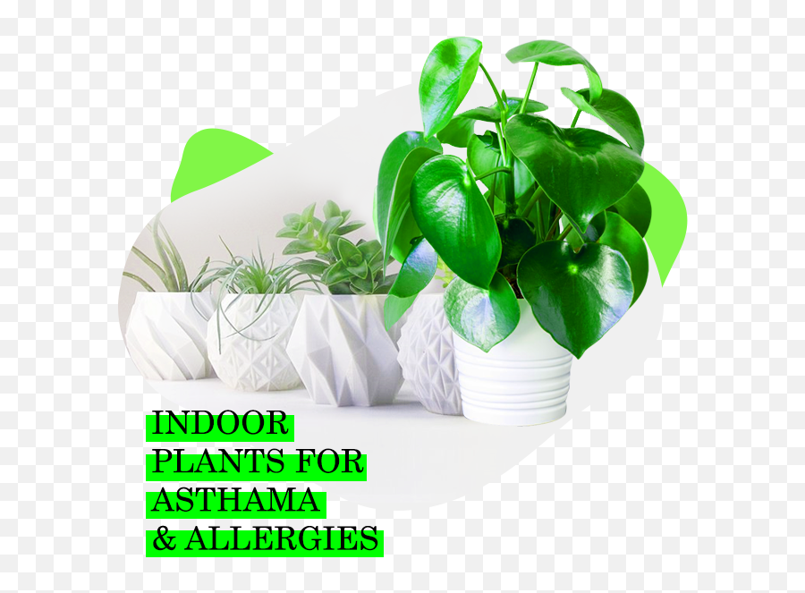 Ascona Decor Collections Calicut Abode Of The Classy - Peperomia Plants Png,Indoor Plant Png