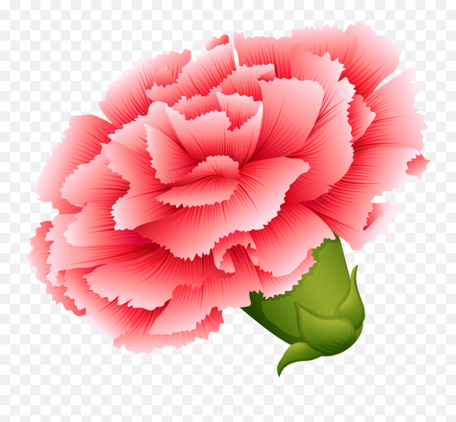 Download Vector Transparent Png Button Flowers And - Carnation Flower Clipart,Flowers Png Vector