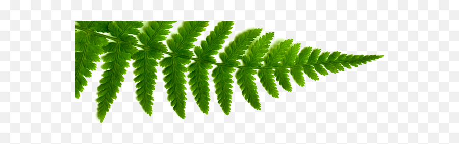 Download Shamanic Ferns - Green Hotels Conservation Vertical Png,Ferns Png